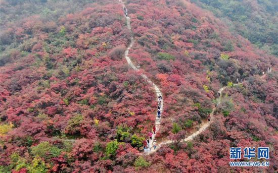 （美麗中國）（1）河南鞏義：層林盡染醉金秋