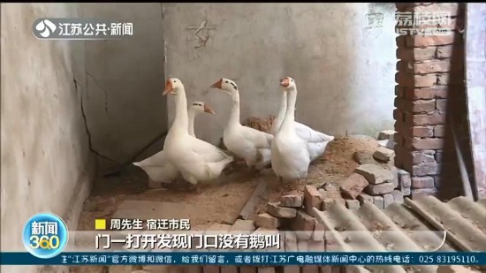 市民報警稱丟失6隻大鵝 民警：被黃鼠狼攆跑的