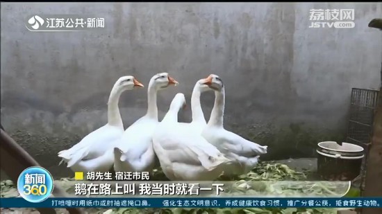 市民報警稱丟失6隻大鵝 民警：被黃鼠狼攆跑的