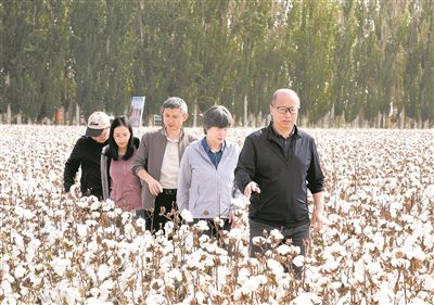 李召虎团队成员在棉田了解试验情况。 受访单位供图 李召虎团队成员在棉田了解试验情况。 受访单位供图