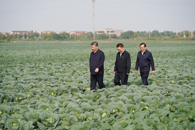 2024年11月5日,习近平总书记在湖北嘉鱼潘家湾镇十里蔬菜长廊考察。 2024年11月5日,习近平总书记在湖北嘉鱼潘家湾镇十里蔬菜长廊考察。