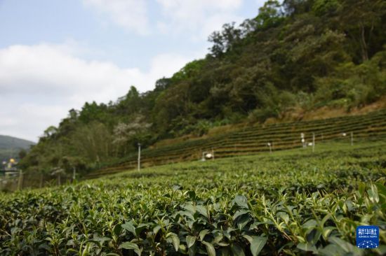  这是新北市坪林区大林里的茶园（4月7日摄）。新华社记者 刘斐 摄