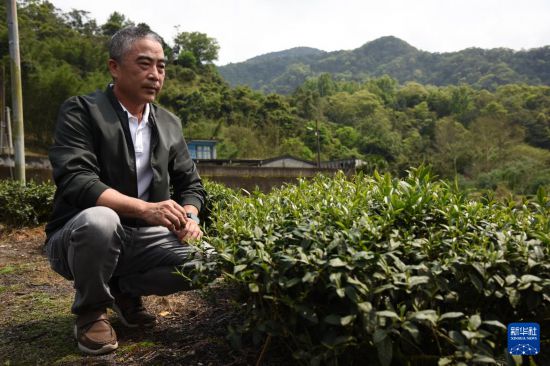  坪林区商圈发展协会理事长高明富在大林里茶园介绍当地茶产业（4月7日摄）。新华社记者 刘斐 摄