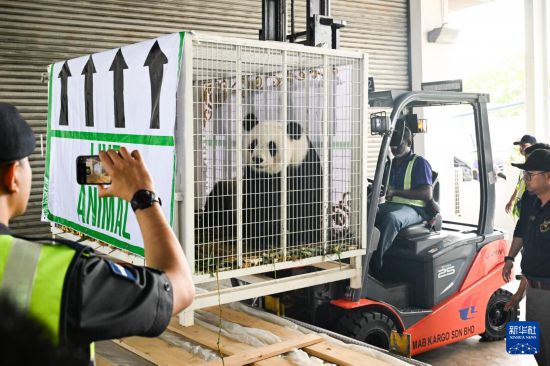 5月18日,在马来西亚吉隆坡国际机场,工作人员运送大熊猫。新华社记者 程一恒 摄 5月18日,在马来西亚吉隆坡国际机场,工作人员运送大熊猫。新华社记者 程一恒 摄