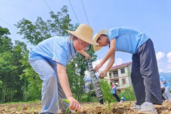 重庆工贸职业技术学院暑期”三下乡”团队到村开展高粱种植。学校供图 重庆工贸职业技术学院暑期”三下乡”团队到村开展高粱种植。学校供图