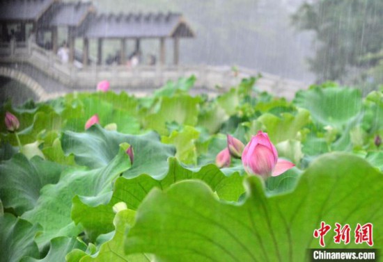 雨中荷韵 雨中荷韵