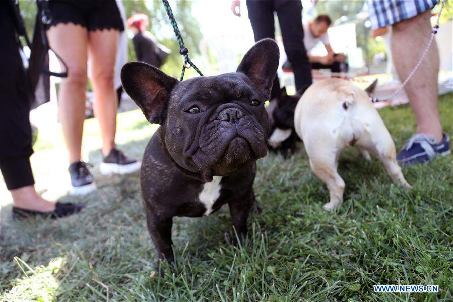 TURKEY-ANKARA-DOG-COMPETITION