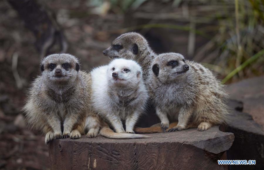 AUSTRALIA-ADELAIDE-ZOO