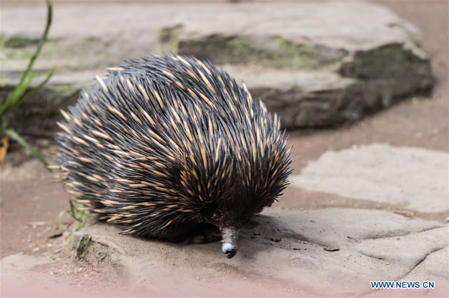 AUSTRALIA-ADELAIDE-ZOO