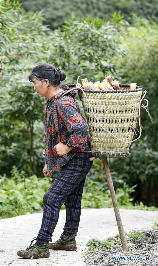 CHINA-CHONGQING-NANCHUAN-BAMBOO SHOOTS-COLLECTOR (CN)