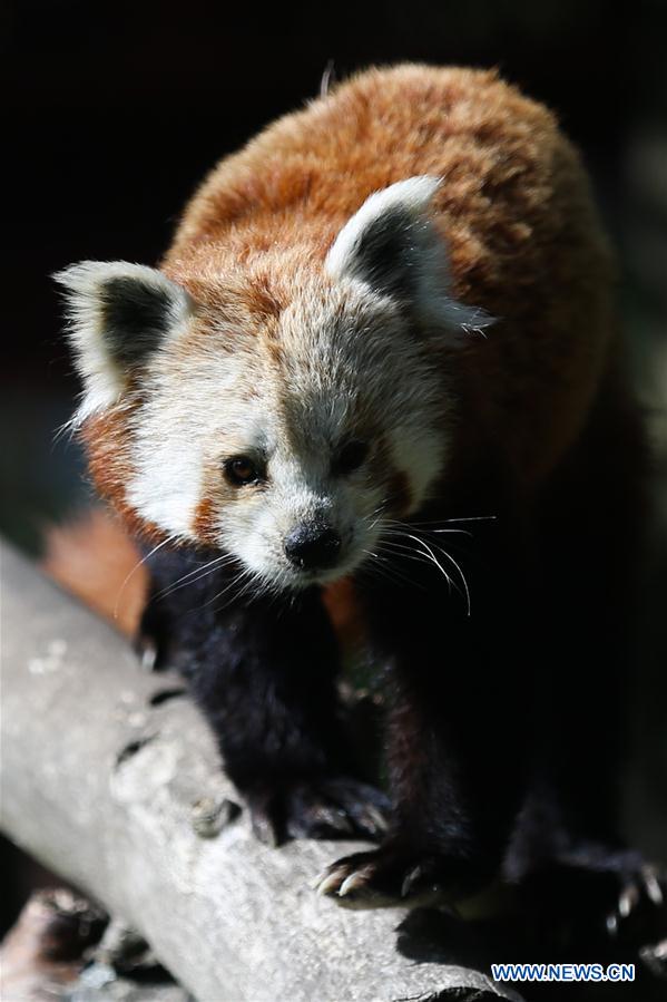 BELGIUM-BRUGELETTE-ZOO-PAIRI DAIZA