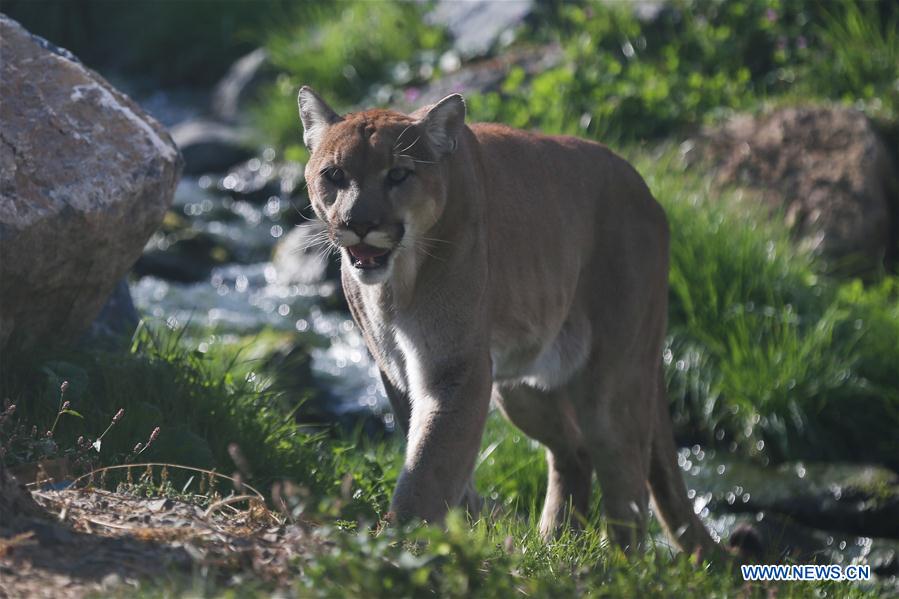 BELGIUM-BRUGELETTE-ZOO-PAIRI DAIZA