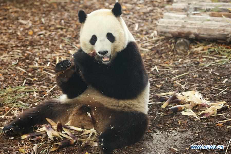 BELGIUM-BRUGELETTE-ZOO-PAIRI DAIZA