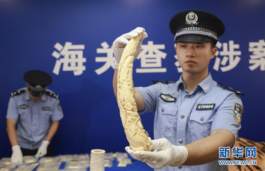 (图文互动)(3)拱北、南宁海关联合破获走私300余件濒危动物及其制品进境案