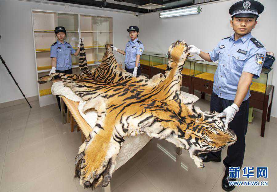(图文互动)(2)拱北、南宁海关联合破获走私300余件濒危动物及其制品进境案