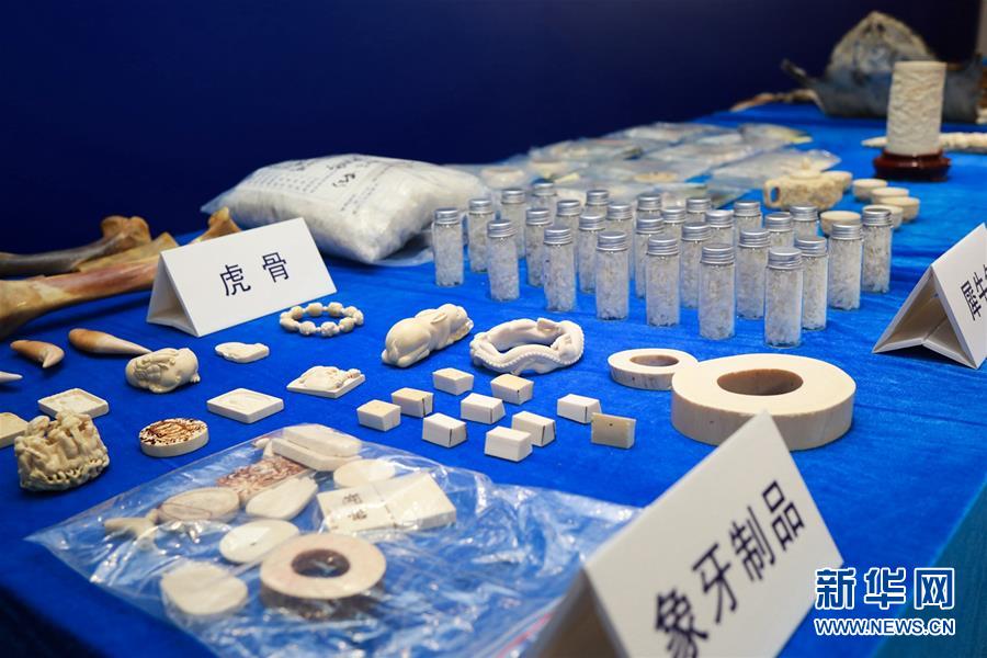 (图文互动)(1)拱北、南宁海关联合破获走私300余件濒危动物及其制品进境案