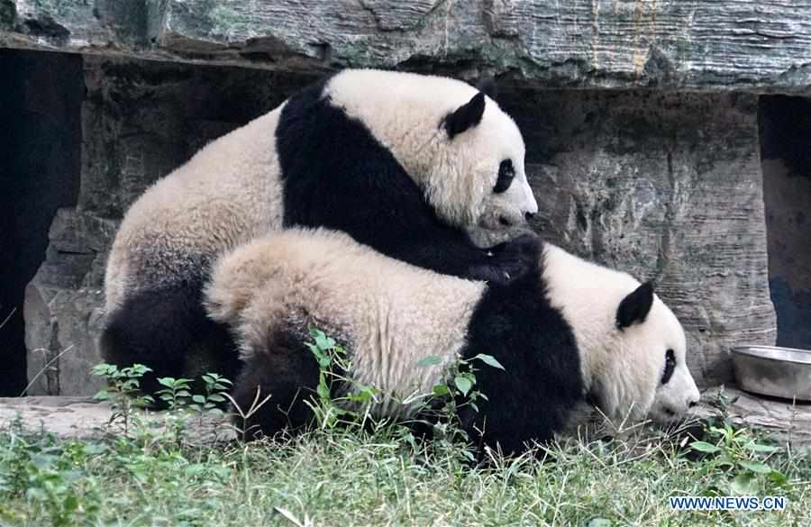 CHINA-BEIJING-ZOO-GIANT PANDA TWINS-DEBUT(CN)