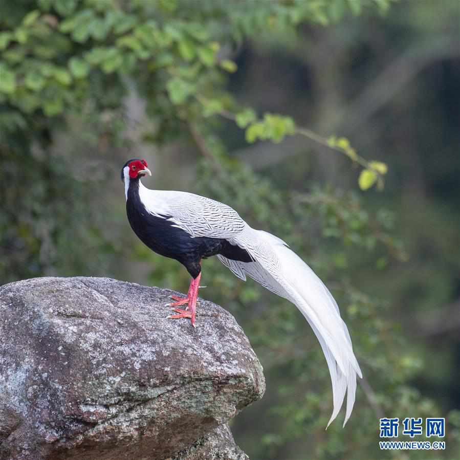 （環境）（1）鵝仙洞前白鷴飛