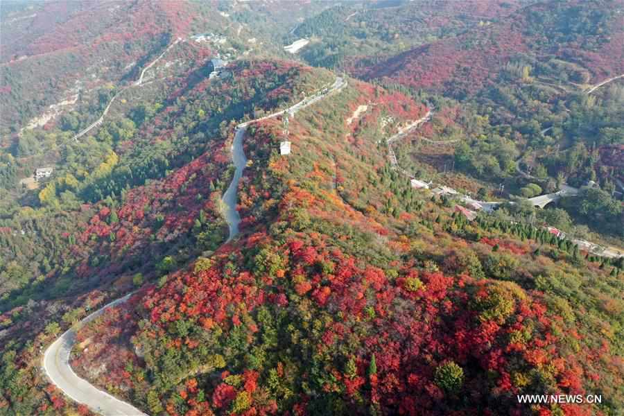 CHINA-HENAN-GONGYI-MAPLE-SCENERY (CN)