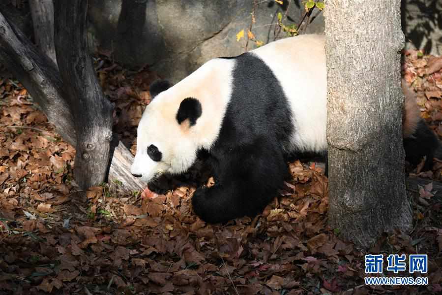 （國際）（5）旅美大熊貓“貝貝”回國歡送活動啟動