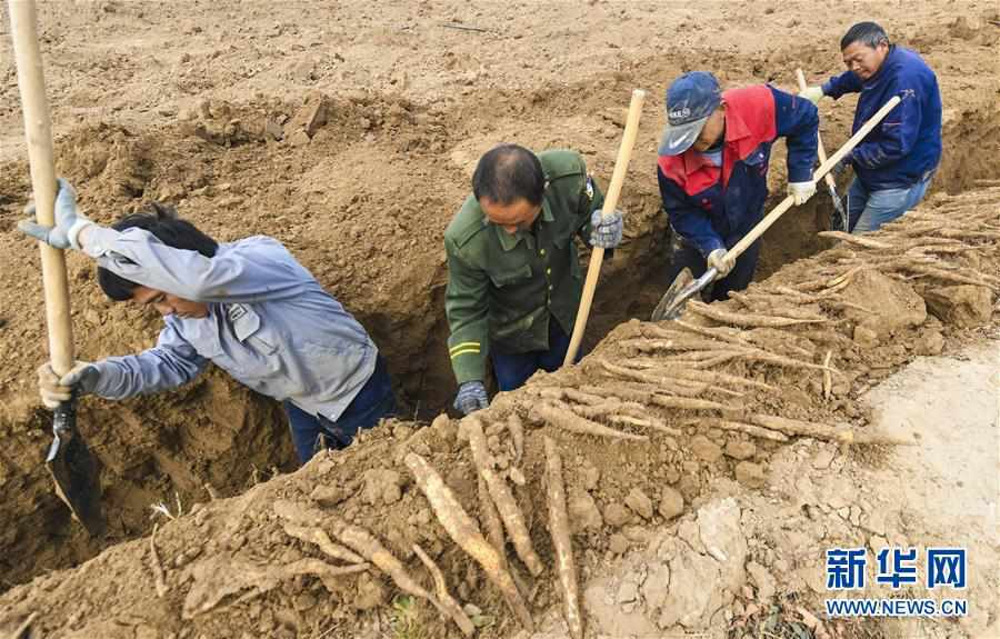 （經濟）（2）河北安平：“小白嘴”白山藥令田地“生金”