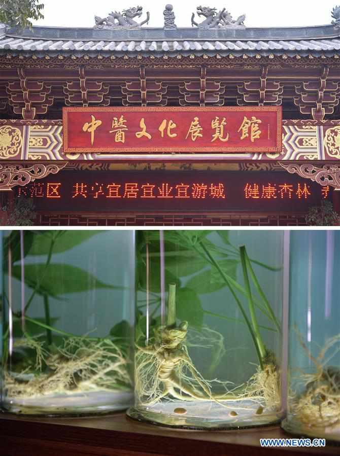 CHINA-YUNNAN-PANAX NOTOGINSENG-INDUSTRY (CN)