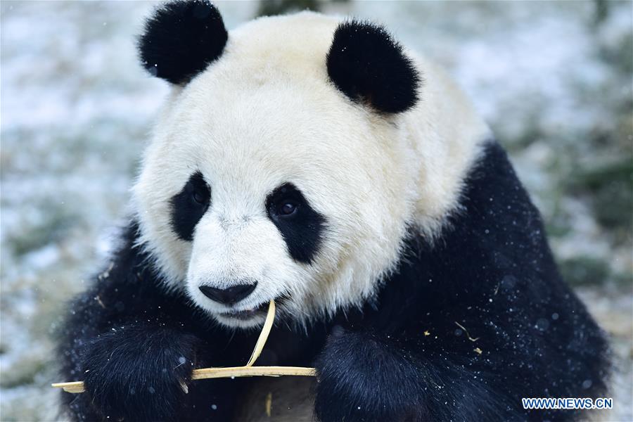 CHINA-QINGHAI-XINING-GIANT PANDA-SNOW (CN)