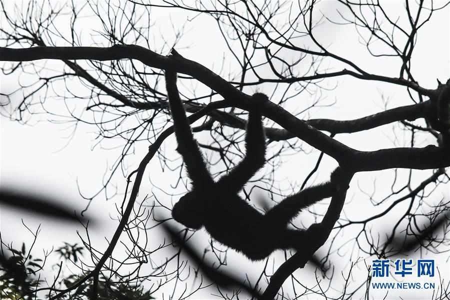 （圖片故事）（7）尋找海南長臂猿