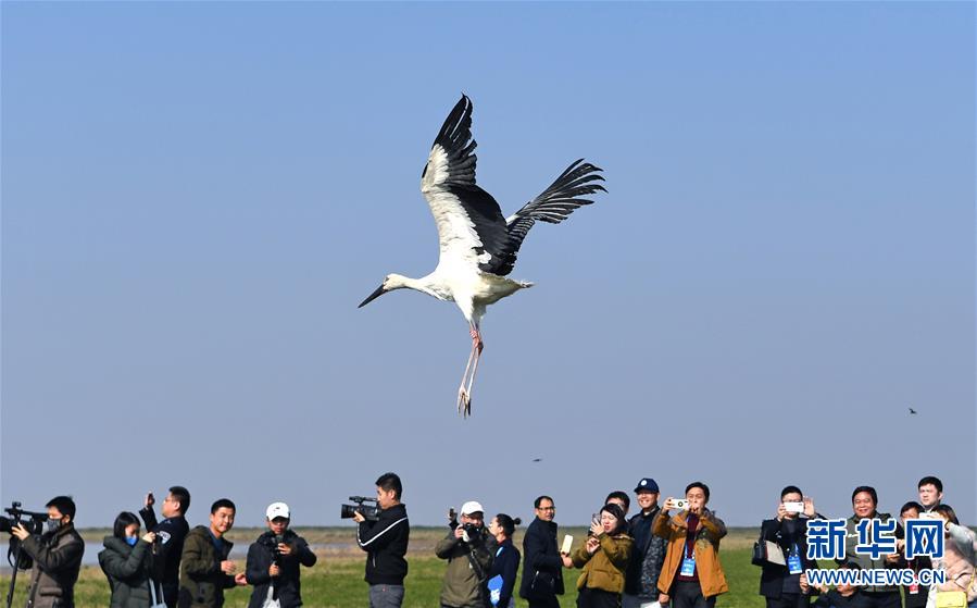 （環(huán)境）（2）120只珍稀候鳥放飛鄱陽湖