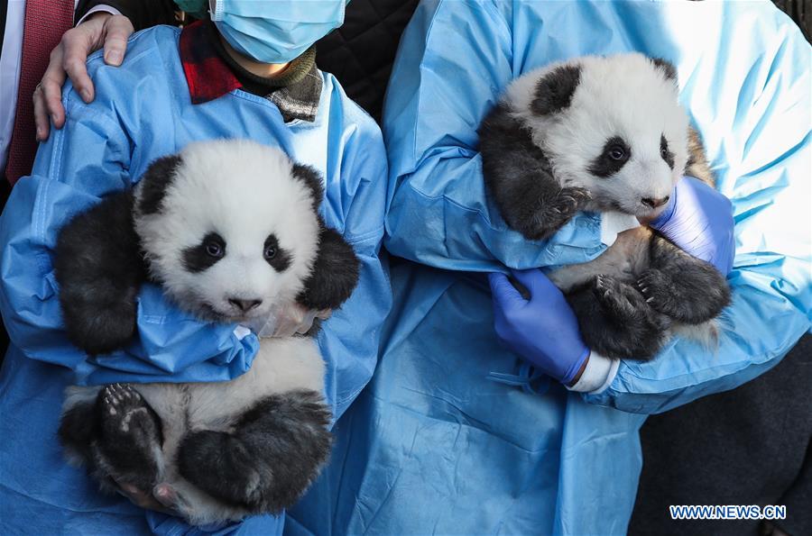 GERMANY-BERLIN-TWIN PANDA NEWBORNS-NAMES