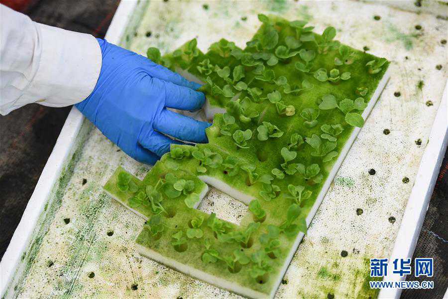 ����ᣩ��2��̽�ù���������ȴ�ũҵ��԰�Ƽ�ũҵ