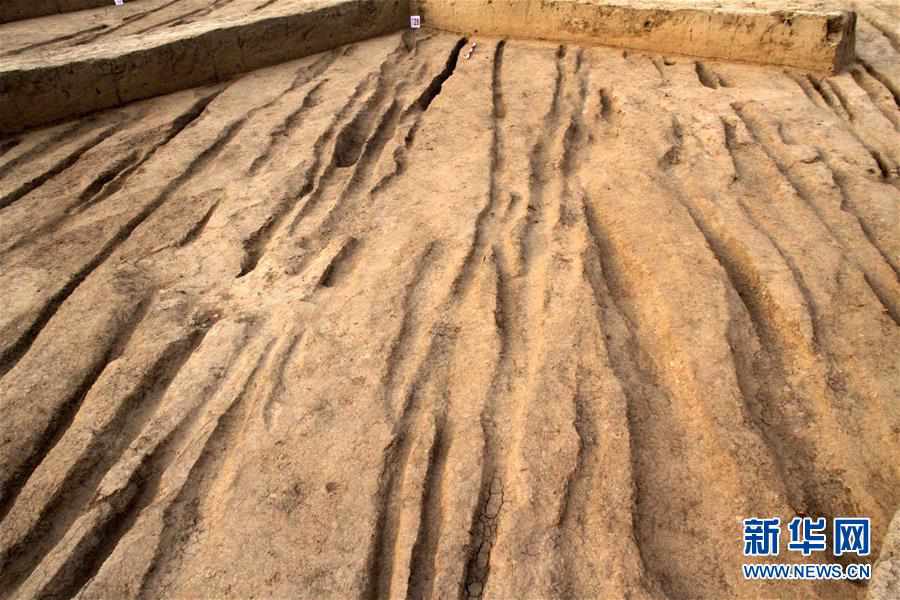 （圖文互動）（1）西安：新寺遺址周邊發現西漢中晚期古代道路