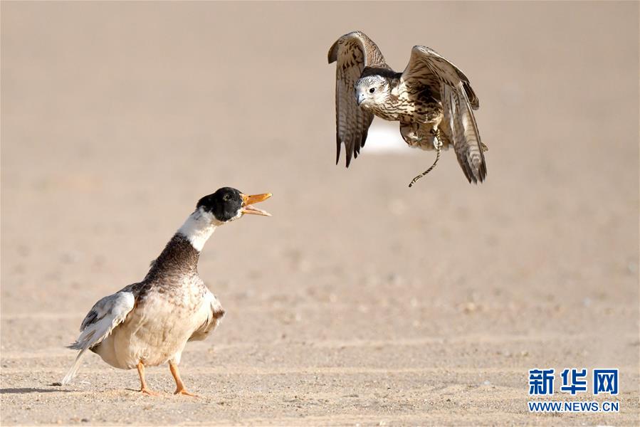 ���»��ӽ磩��9��ӥ������