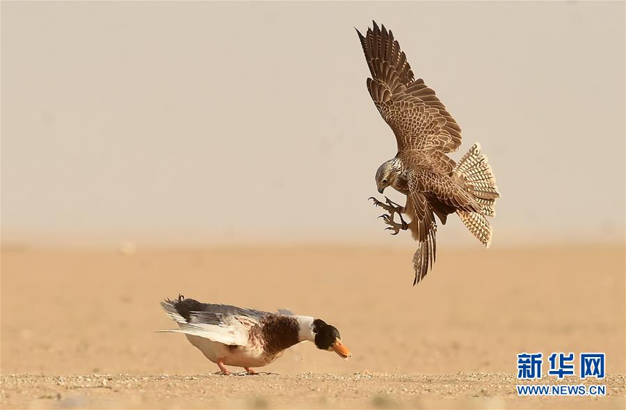 ���»��ӽ磩��13��ӥ������