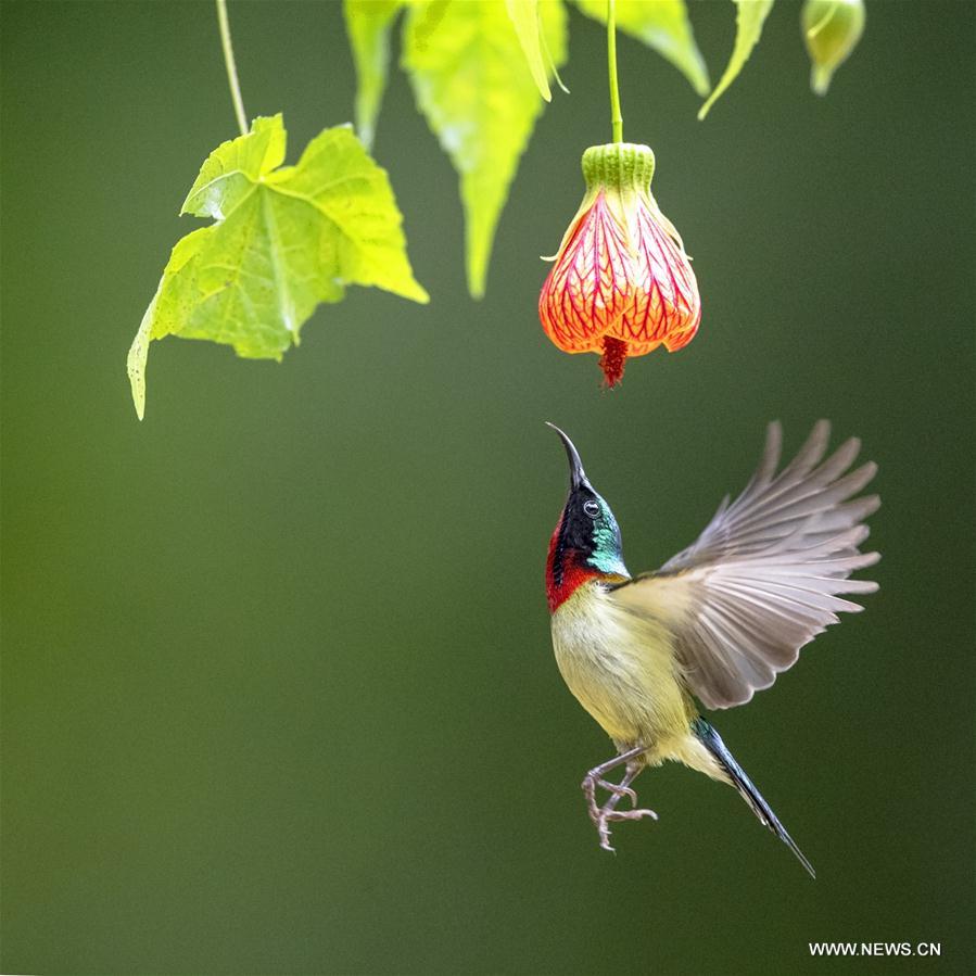 CHINA-FUJIAN-FUZHOU-FORK-TAILED SUNBIRD (CN)