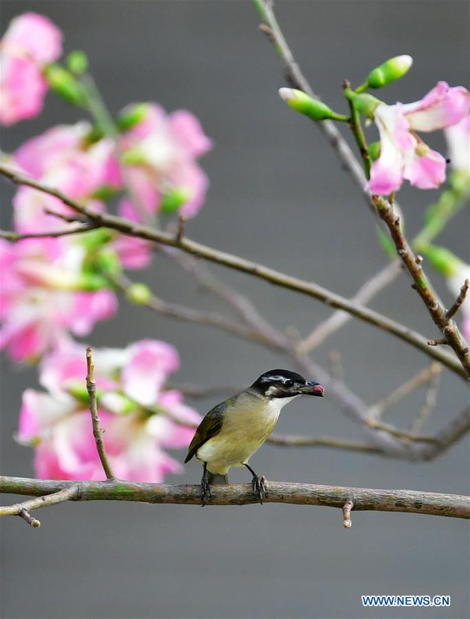 CHINA-FUJIAN-FUZHOU-WARM WEATHER-BIRDS (CN)