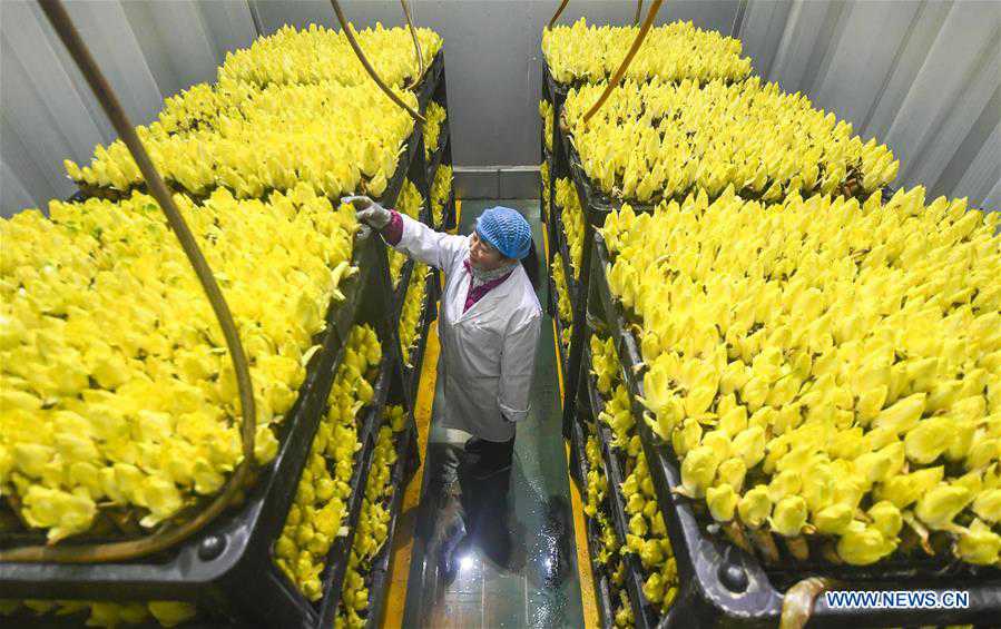 CHINA-HEBEI-ENDIVE-HARVEST