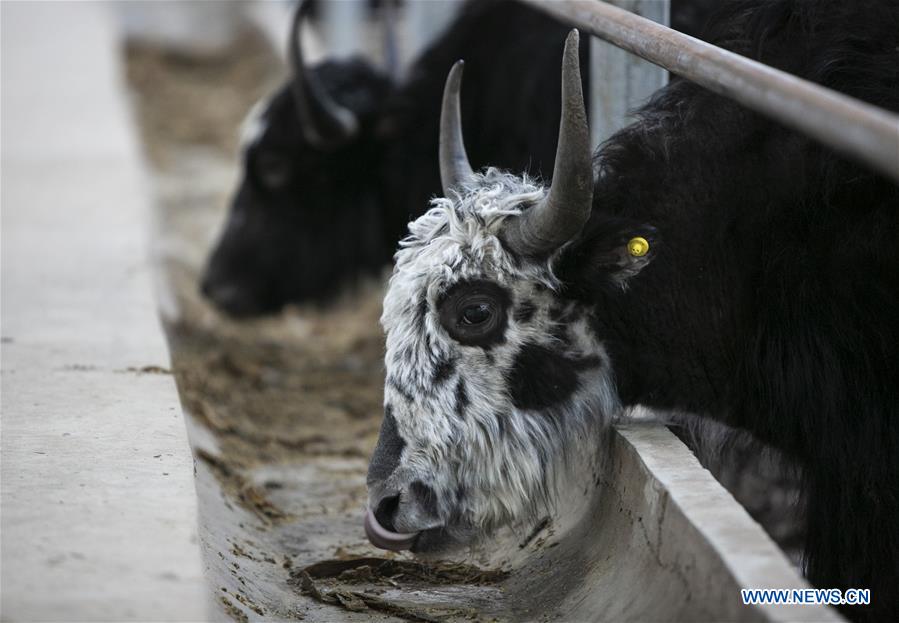 CHINA-SICHUAN-ABA-YAK BREEDING (CN)