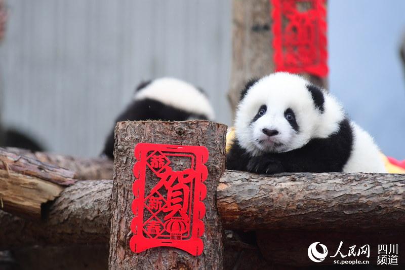 春节即将来临 熊猫宝宝向全国人民恭贺新春