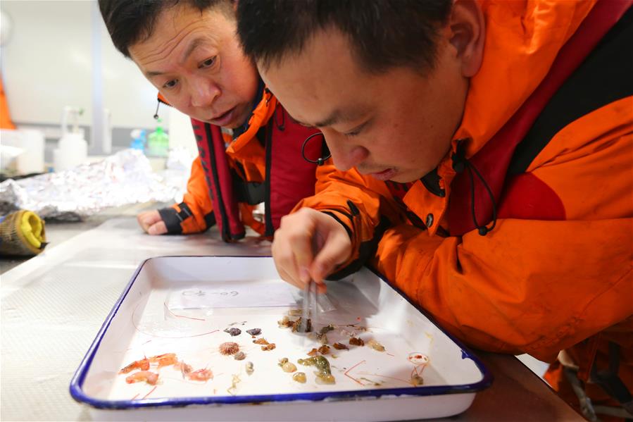 (EyesonSci)CHINA-XUELONG 2-ANTARCTIC EXPEDITION-COSMONAUTS SEA-ANIMALS