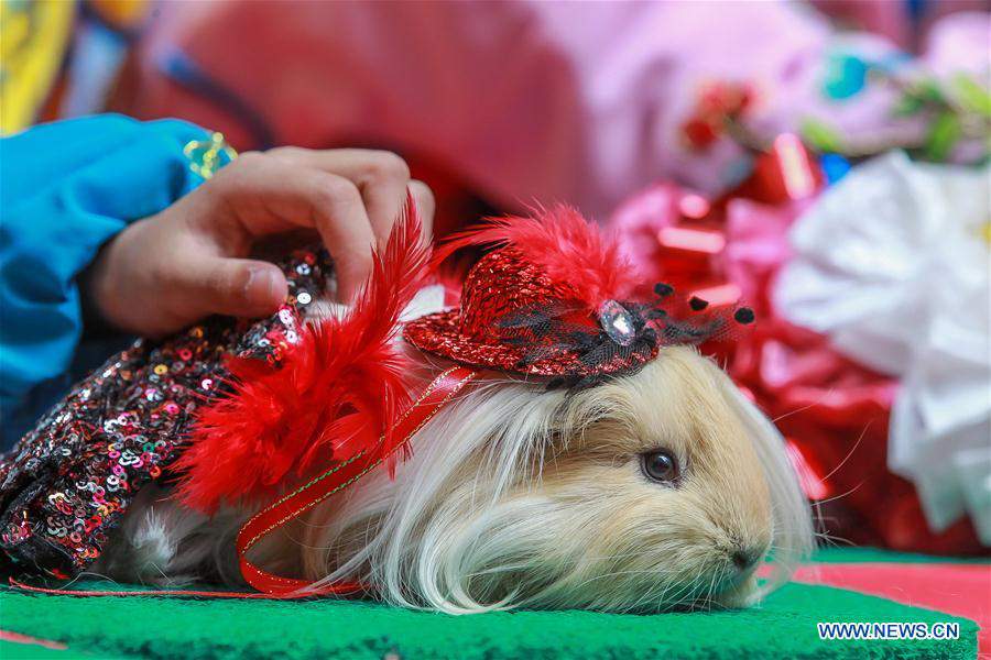 PHILIPPINES-MANILA-CHINESE LUNAR NEW YEAR-CELEBRATIONS