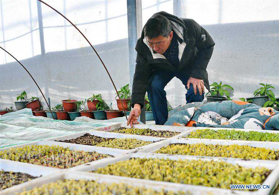 CHINA-TIBET-XIGAZE-VEGETABLE INDUSTRY (CN)