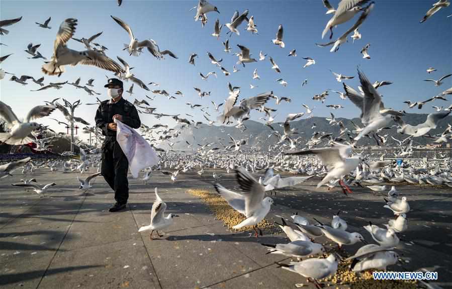 CHINA-KUNMING-NOVEL CORONAVIRUS-BLACK-HEADED GULLS-FEEDING (CN)