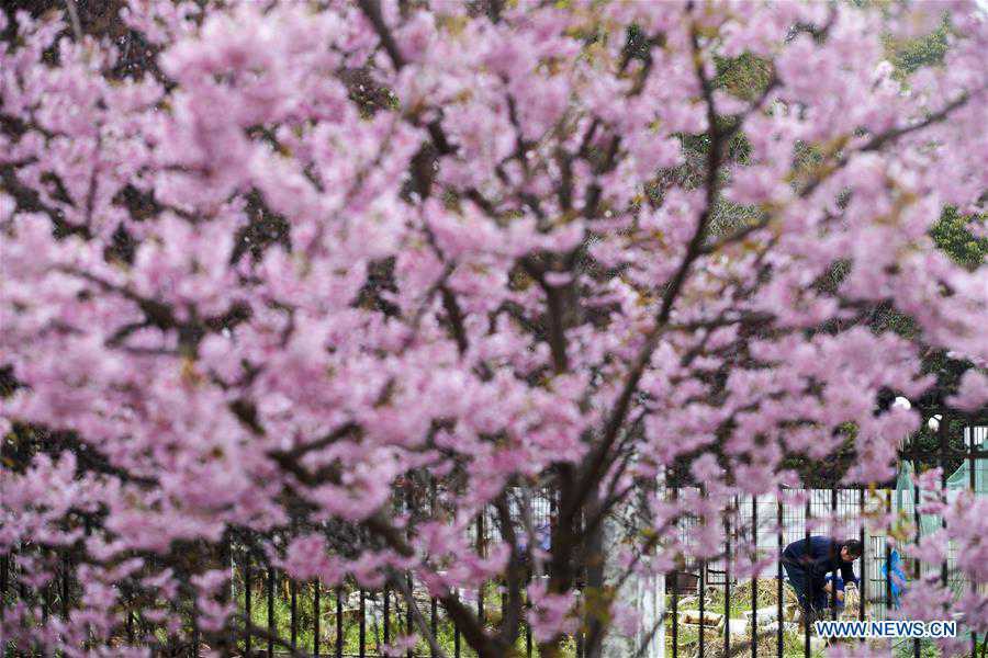 CHINA-WUHAN-CHERRY BLOSSOMS (CN)