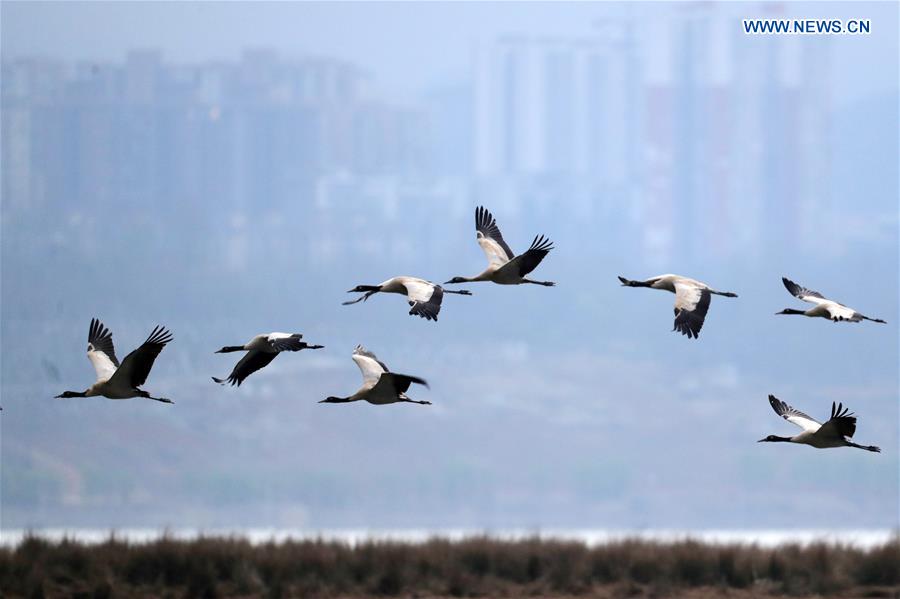 #CHINA-GUIZHOU-WEINING-BLACK-NECKED CRANE (CN)