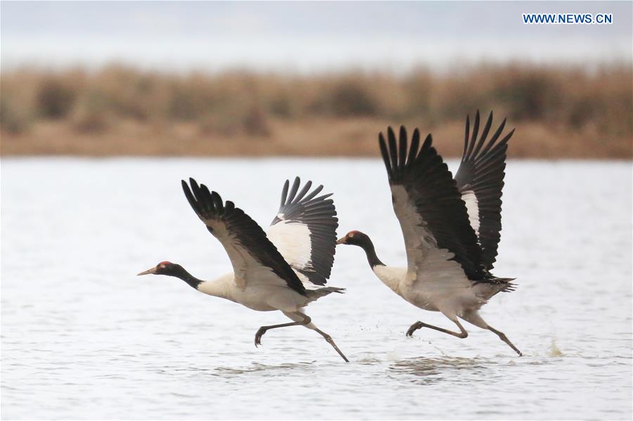 #CHINA-GUIZHOU-WEINING-BLACK-NECKED CRANE (CN)