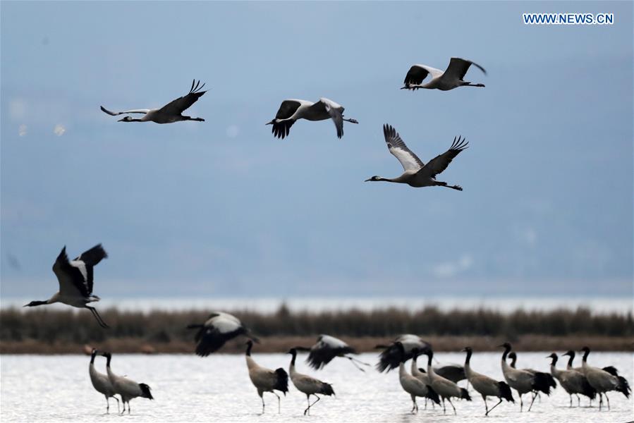 #CHINA-GUIZHOU-WEINING-BLACK-NECKED CRANE (CN)