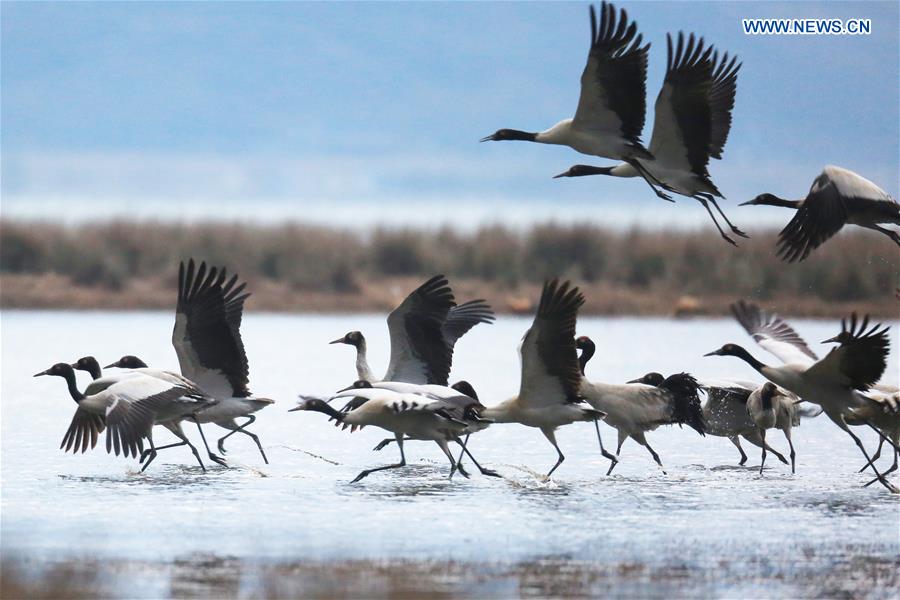 #CHINA-GUIZHOU-WEINING-BLACK-NECKED CRANE (CN)