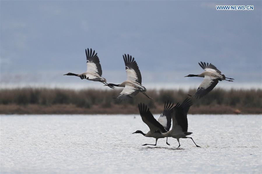 #CHINA-GUIZHOU-WEINING-BLACK-NECKED CRANE (CN)