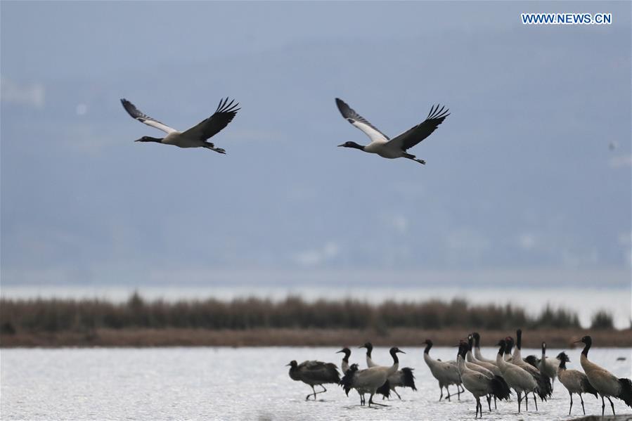 #CHINA-GUIZHOU-WEINING-BLACK-NECKED CRANE (CN)